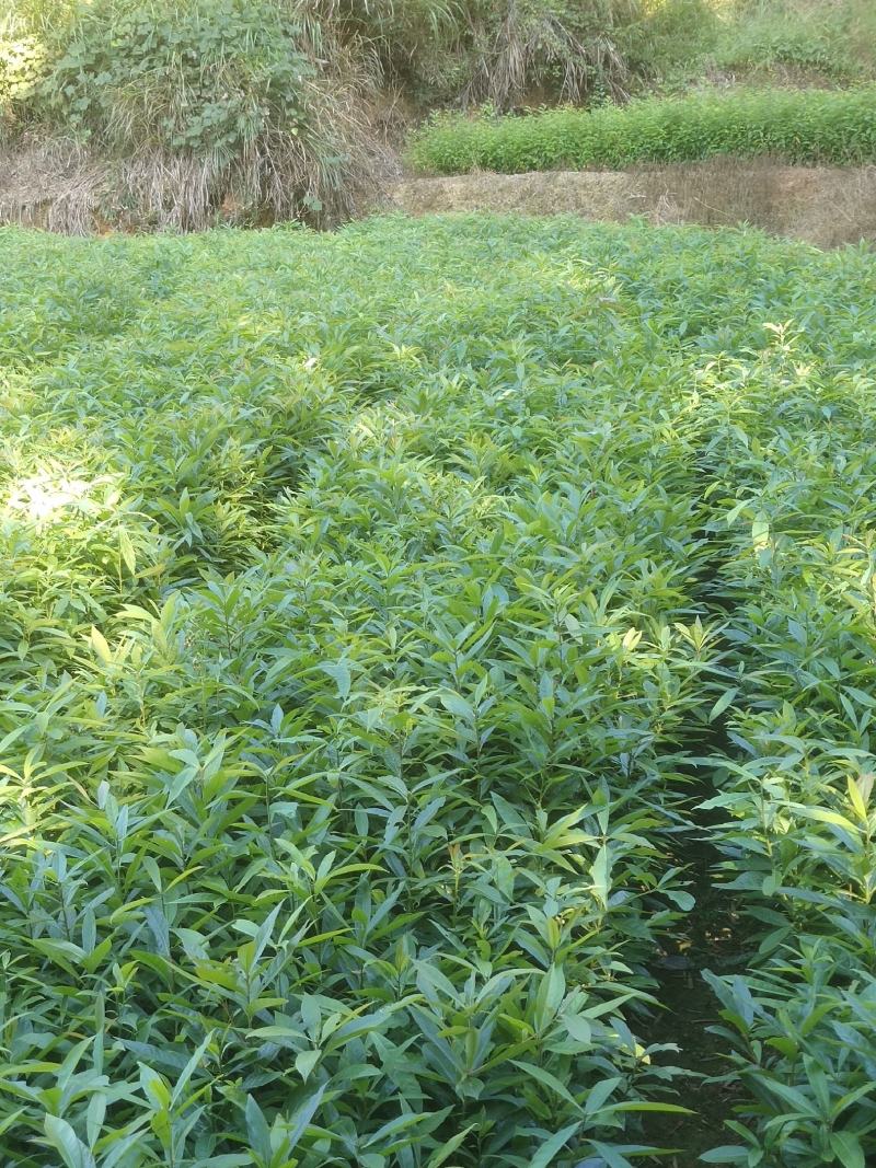 木荷苗禾树苗木荷袋苗等各种造林苗木出售苗圃直销