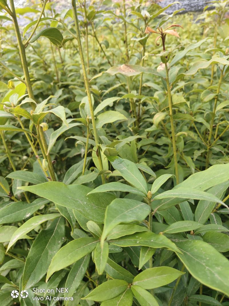 金丝楠木苗楠木苗闽楠苗贞楠苗等各种袋苗及各种造林苗木
