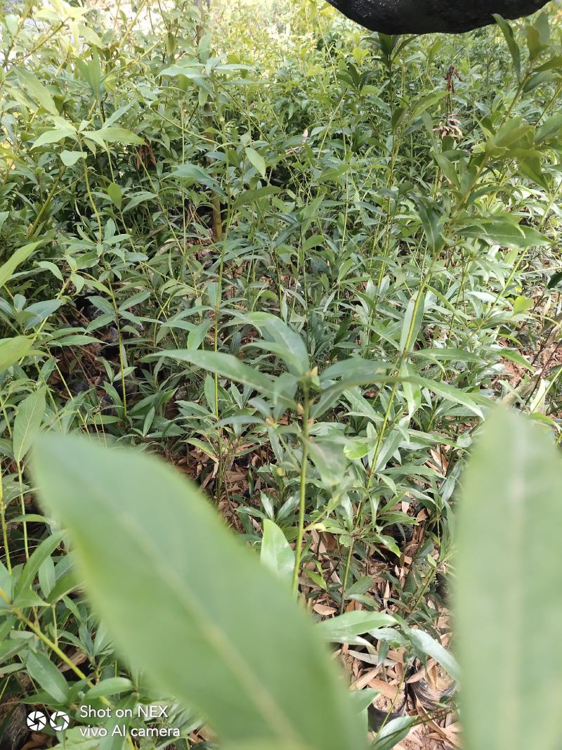 金丝楠木苗楠木苗闽楠苗贞楠苗等各种袋苗及各种造林苗木