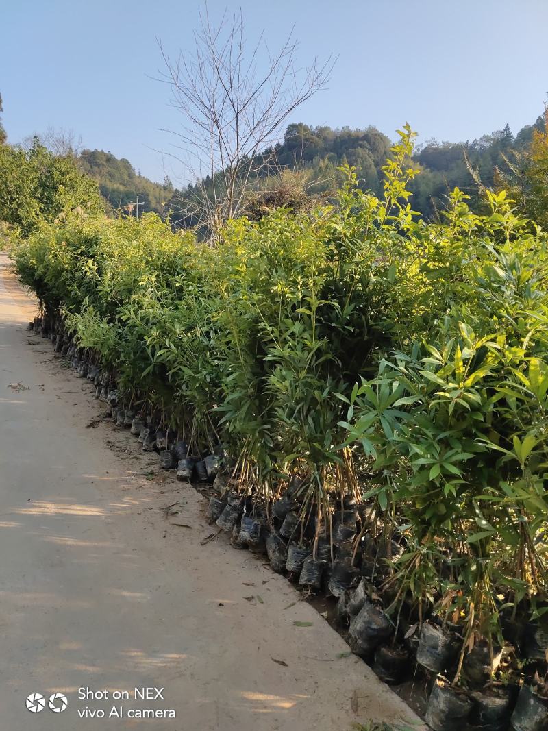 金丝楠木苗楠木苗闽楠苗贞楠苗等各种袋苗及各种造林苗木