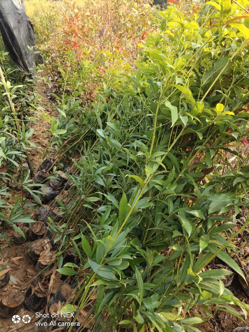 金丝楠木苗楠木苗闽楠苗贞楠苗等各种袋苗及各种造林苗木