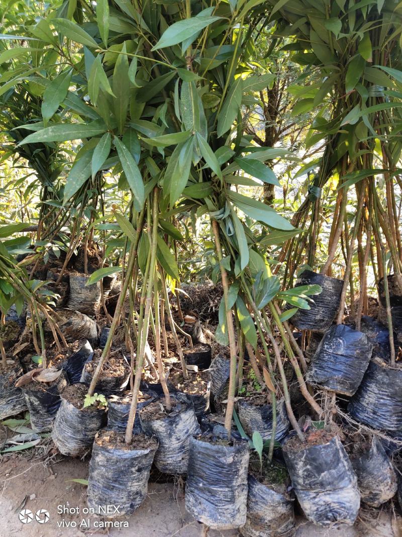 金丝楠木苗楠木苗闽楠苗贞楠苗等各种袋苗及各种造林苗木