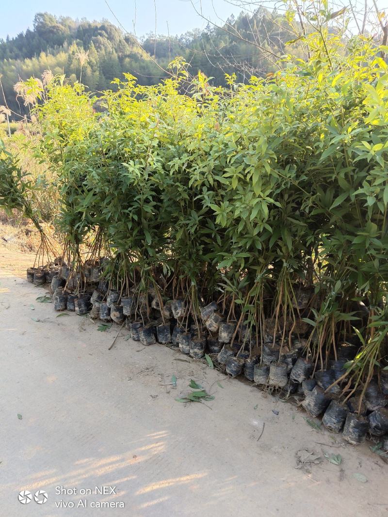 金丝楠木苗楠木苗闽楠苗贞楠苗等各种袋苗及各种造林苗木