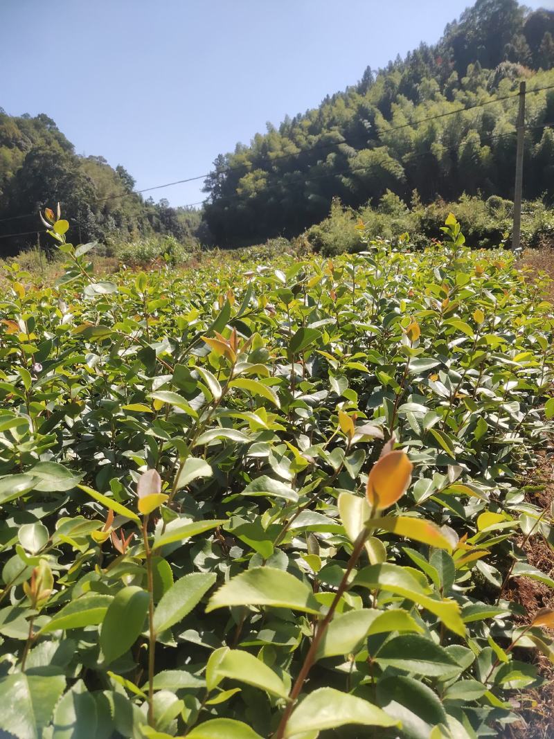 油茶苗龙眼油茶大果油茶及各种油茶袋苗等各种造林苗木