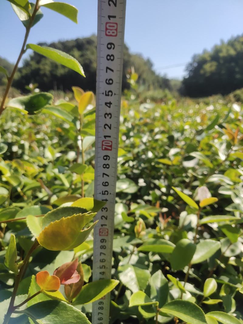 油茶苗龙眼油茶大果油茶及各种油茶袋苗等各种造林苗木