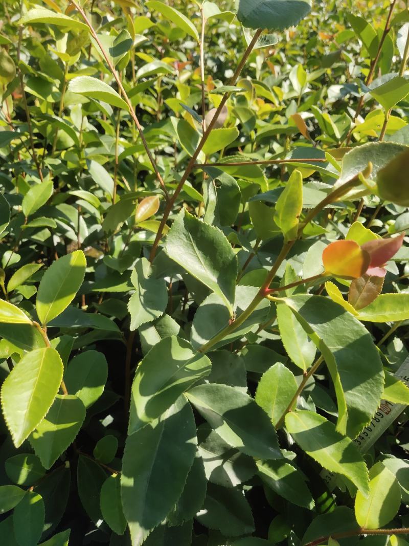 油茶苗龙眼油茶大果油茶及各种油茶袋苗等各种造林苗木