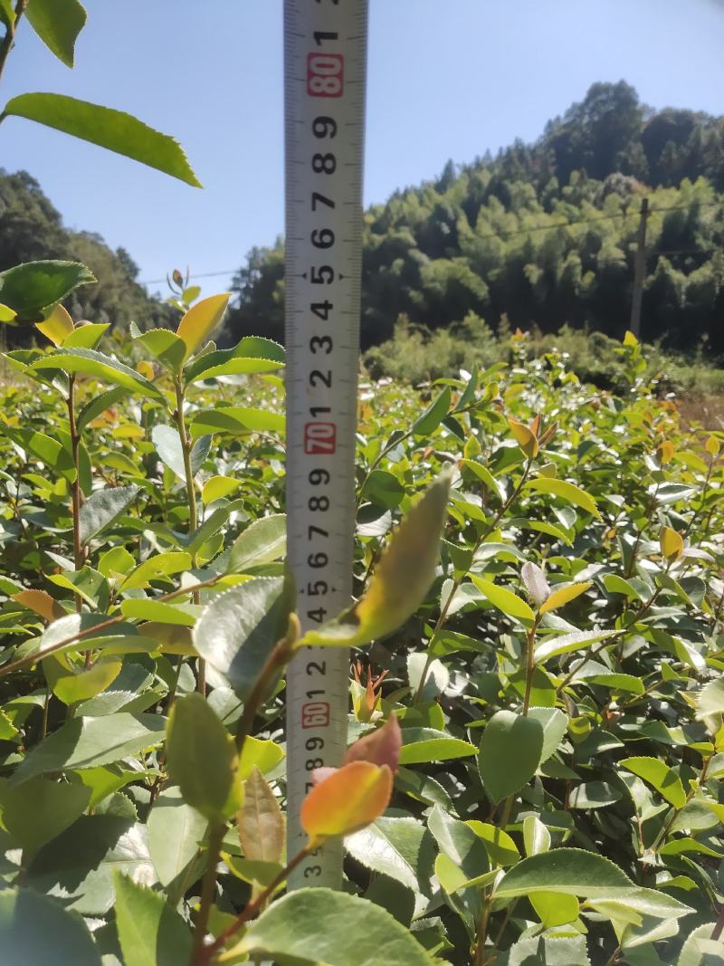 油茶苗龙眼油茶大果油茶及各种油茶袋苗等各种造林苗木