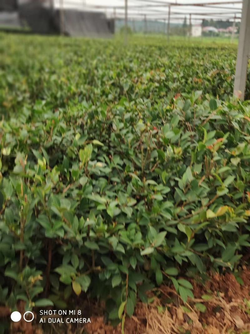 油茶苗(良种嫁接苗)，有一、二、三年的裸根苗、容器苗。