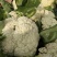 【抢购中】菜花白面青梗松花菜散花有机花
