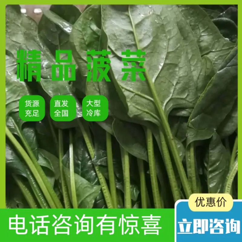 河北邯郸精品菠菜叶厚颜色好看口感好