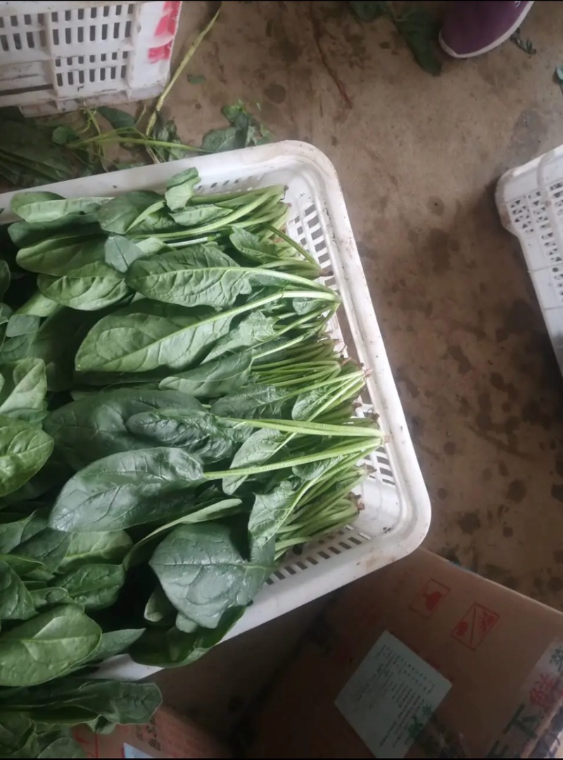 河北邯郸精品菠菜叶厚颜色好看口感好