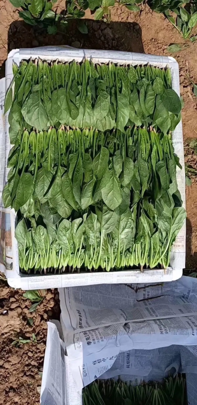 河北邯郸精品菠菜叶厚颜色好看口感好