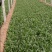 河北邯郸精品菠菜叶厚颜色好看口感好