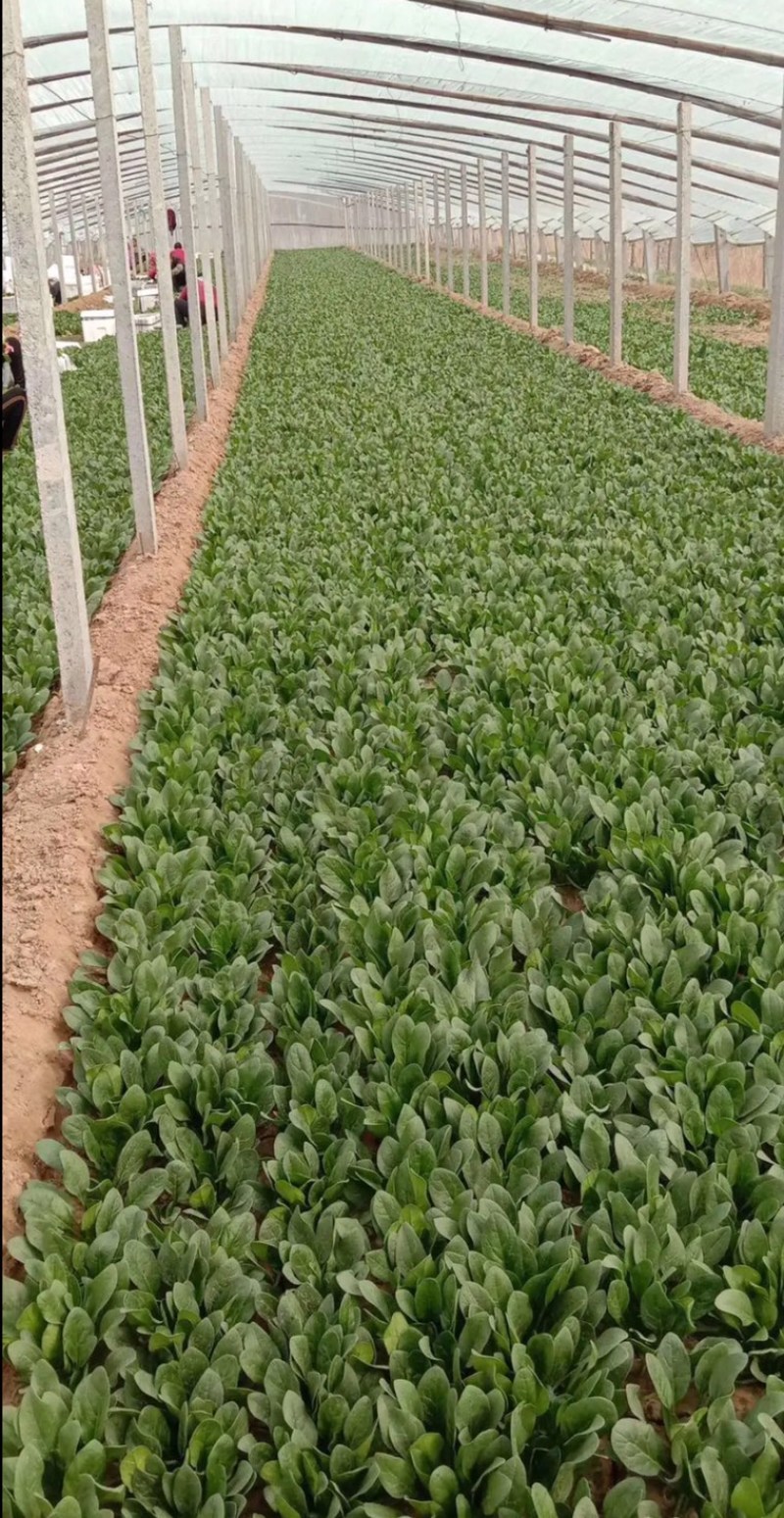 河北邯郸精品菠菜叶厚颜色好看口感好