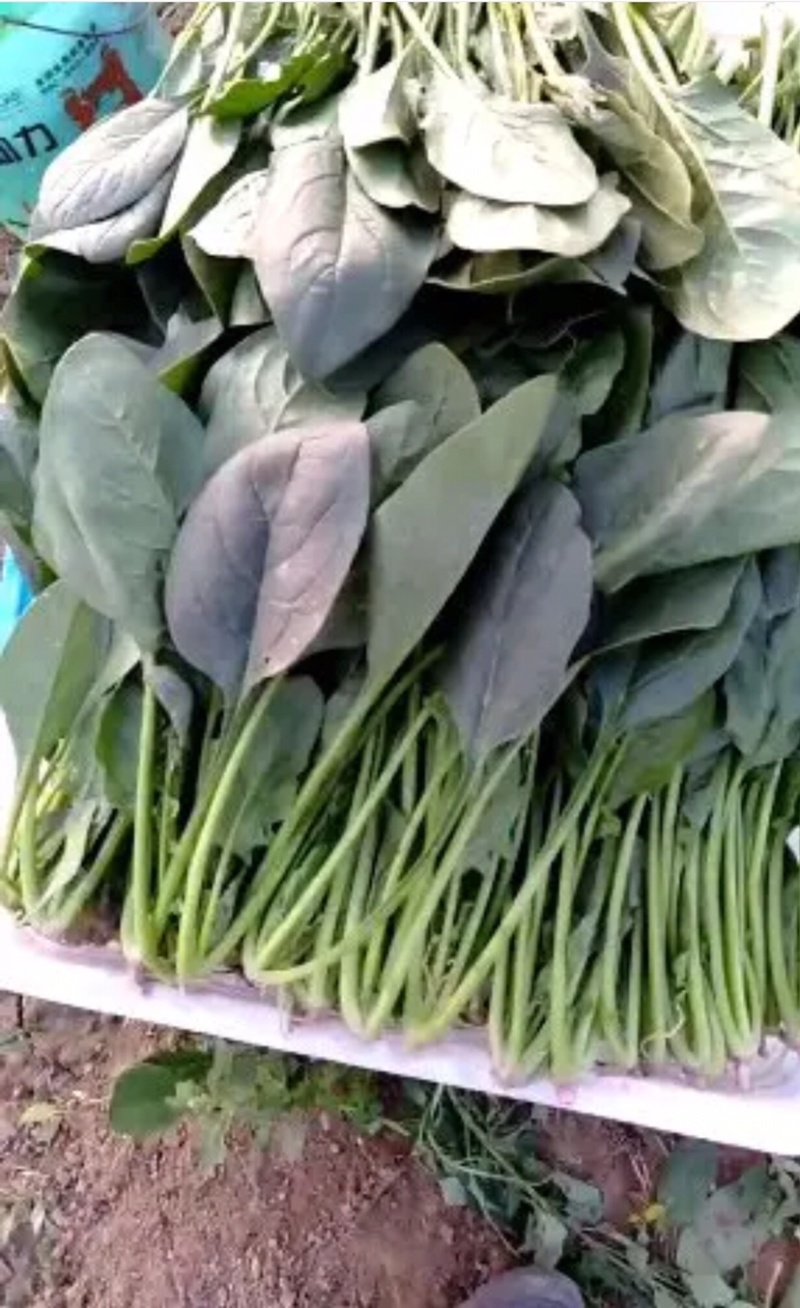 河北邯郸精品菠菜叶厚颜色好看口感好