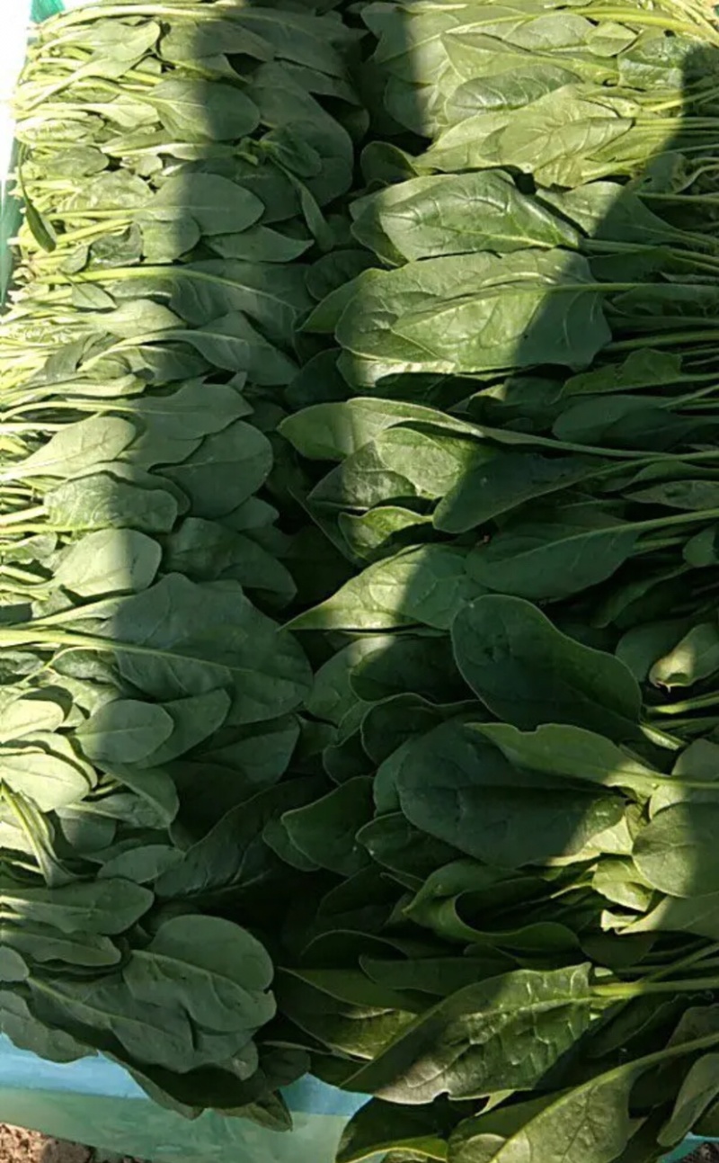 河北邯郸精品菠菜叶厚颜色好看口感好