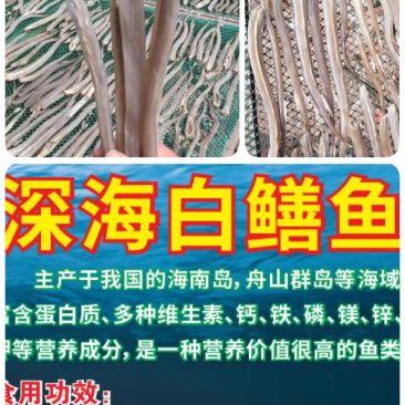深海白鳝鱼跑江湖展会地摊深海白鳝鱼长嘴鱼鱼干干鱼