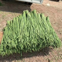 新鲜豇豆。货量充足，质量保证。云南西双版纳长豆角。
