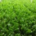河北邯郸精品芹菜精品质量匀颗代购代销各种蔬菜