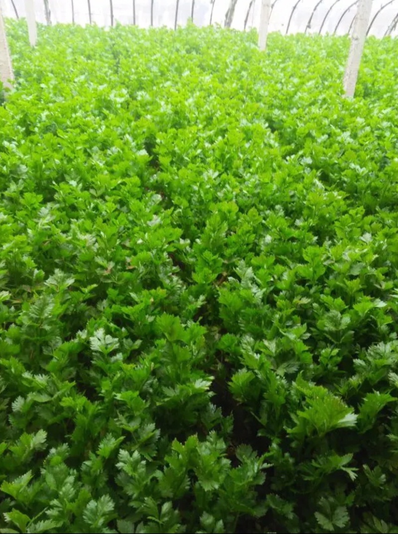 河北邯郸精品芹菜精品质量匀颗代购代销各种蔬菜