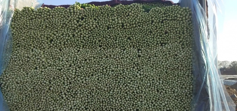 河北邯郸精品芹菜精品质量匀颗代购代销各种蔬菜