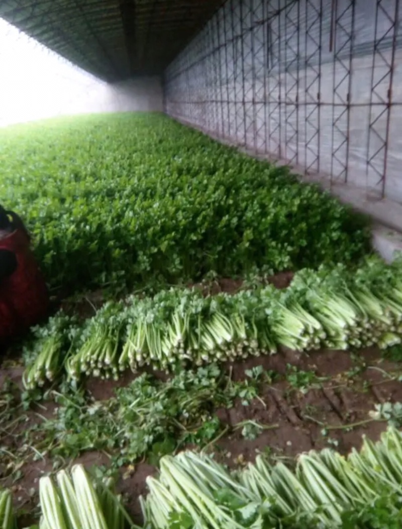 河北邯郸精品芹菜精品质量匀颗代购代销各种蔬菜