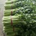 河北邯郸精品芹菜精品质量匀颗代购代销各种蔬菜