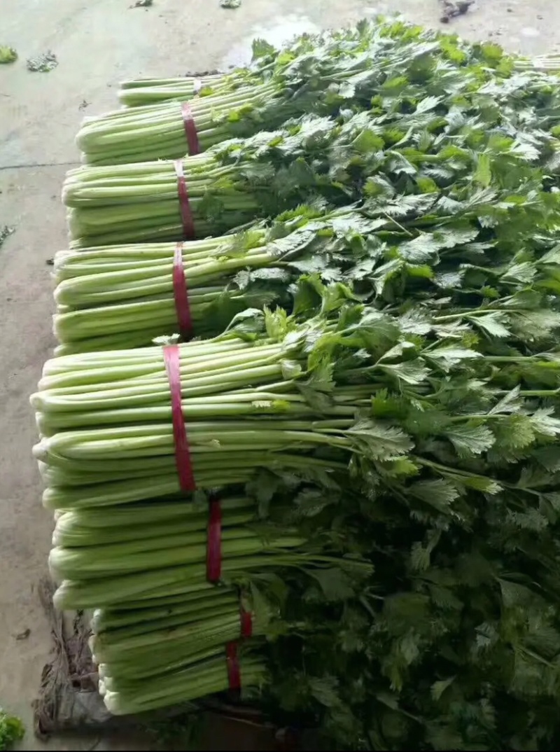 河北邯郸精品芹菜精品质量匀颗代购代销各种蔬菜