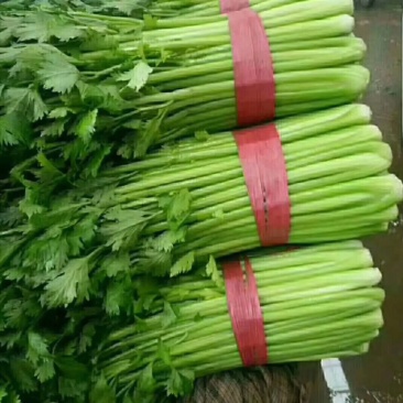 河北邯郸精品芹菜精品质量匀颗代购代销各种蔬菜