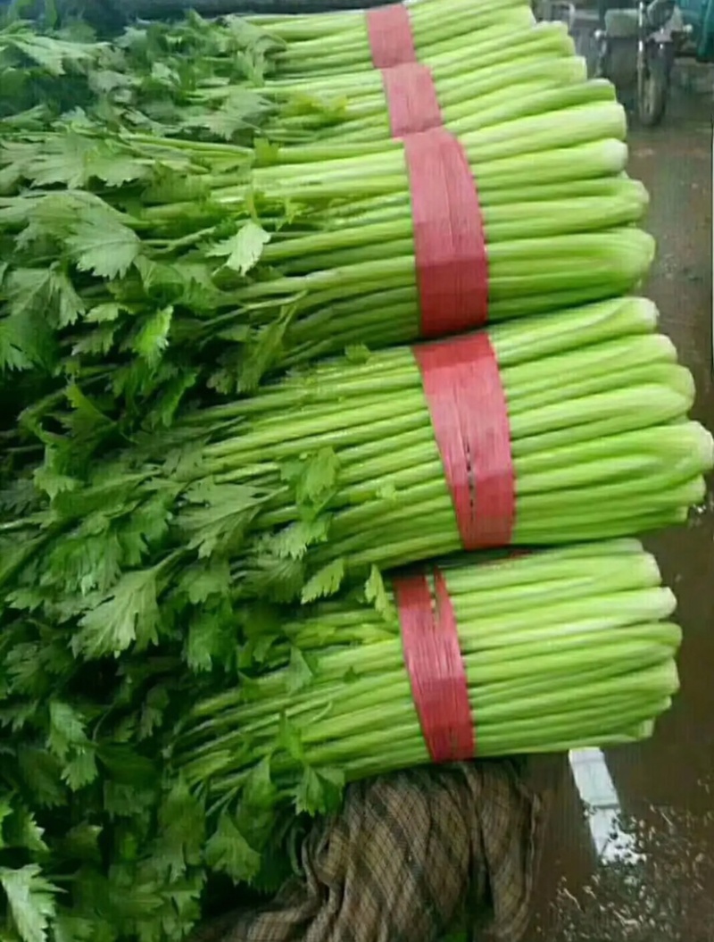 河北邯郸精品芹菜精品质量匀颗代购代销各种蔬菜