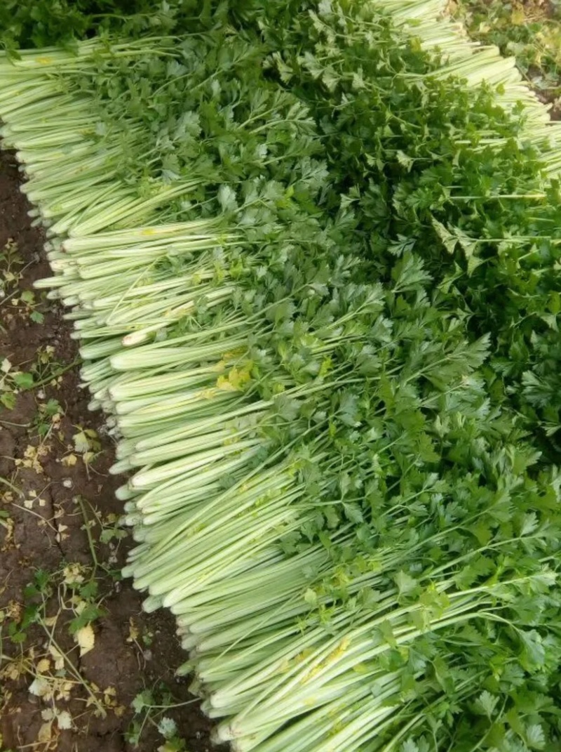 河北邯郸精品芹菜精品质量匀颗代购代销各种蔬菜