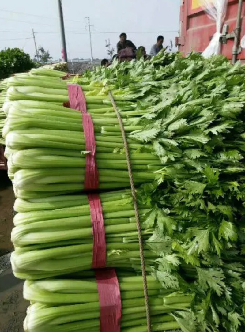 河北邯郸精品芹菜精品质量匀颗代购代销各种蔬菜