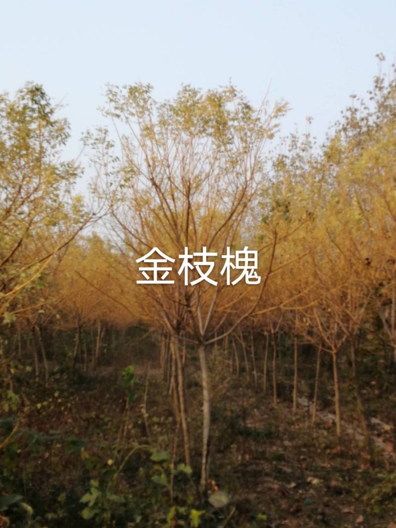 绿化苗木，乔灌木金枝槐。