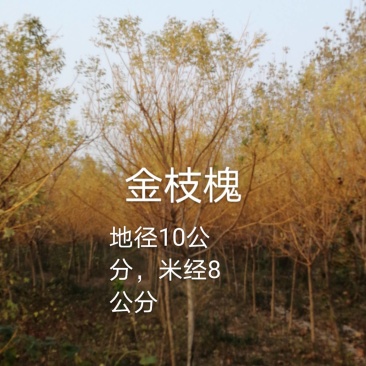 绿化苗木，乔灌木金枝槐。