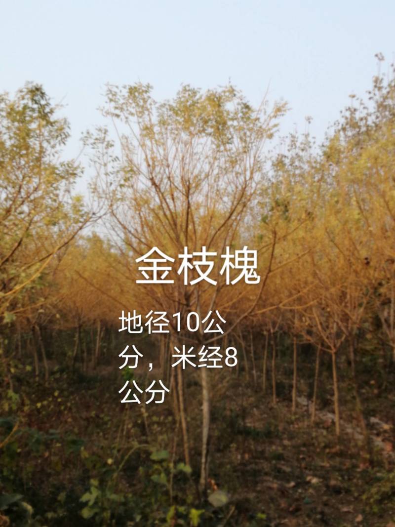 绿化苗木，乔灌木金枝槐。