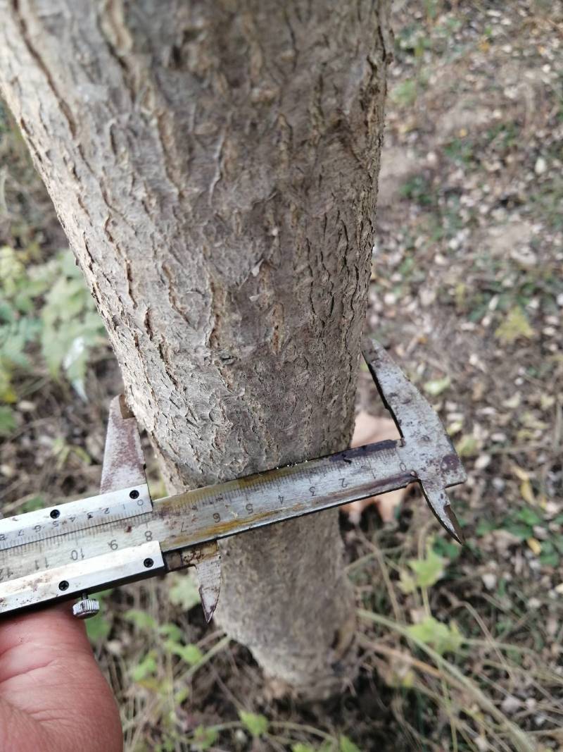 绿化苗木，乔灌木金枝槐。