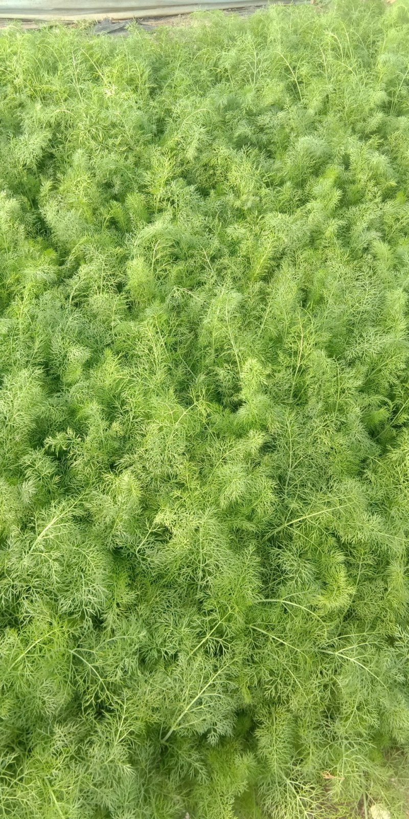 茴香大叶冷暖棚精品蔬菜超市专供质量有保证