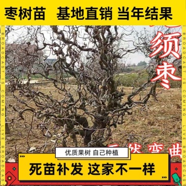龙须枣苗冬枣树苗品种多价格优惠两证一签包邮包活