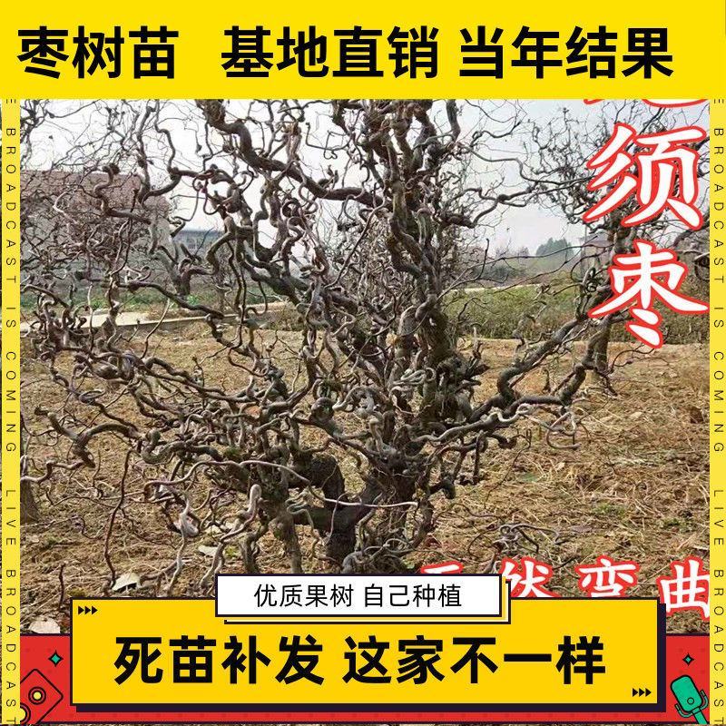 龙须枣苗冬枣树苗品种多价格优惠两证一签包邮包活