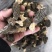 羊肚菌云南林下黑肉羊肚菌