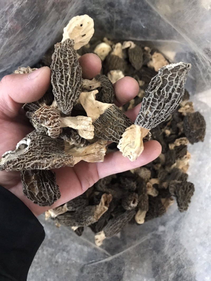 羊肚菌云南林下黑肉羊肚菌