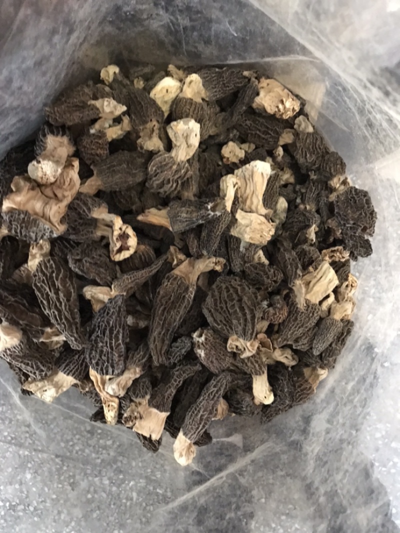 羊肚菌云南林下黑肉羊肚菌