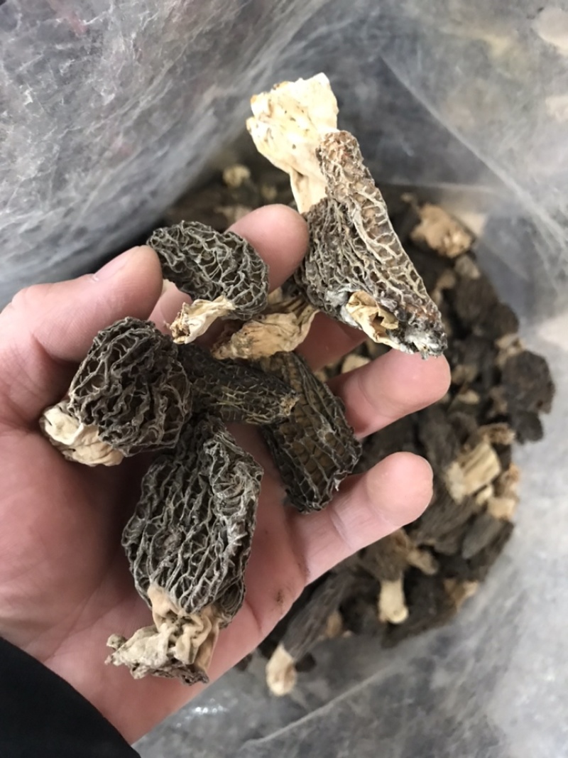 羊肚菌云南林下黑肉羊肚菌