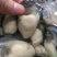 生蚝肉鲜活现剥新鲜蚝仔肉牡蛎肉蚝仔煎海蛎子肉汫洲直供