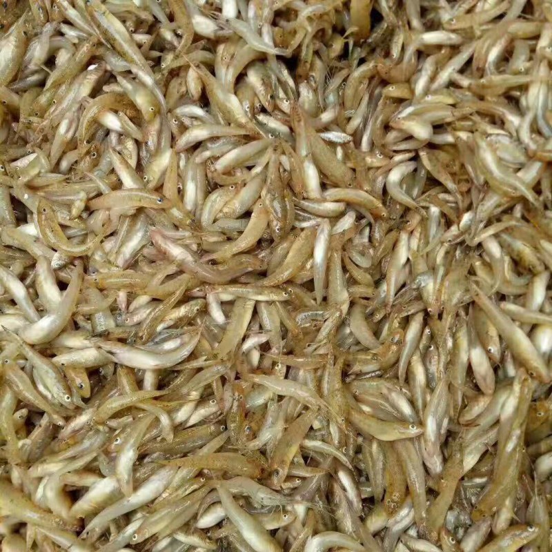 水库山坑鱼仔，当天靓货