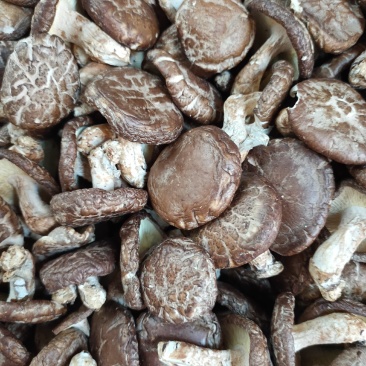 带脚香菇食用菌冬菇干货菇味香十足