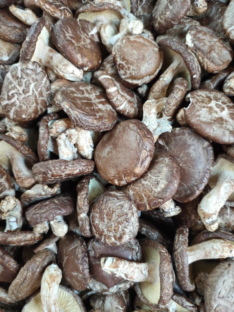 带脚香菇食用菌冬菇干货菇味香十足