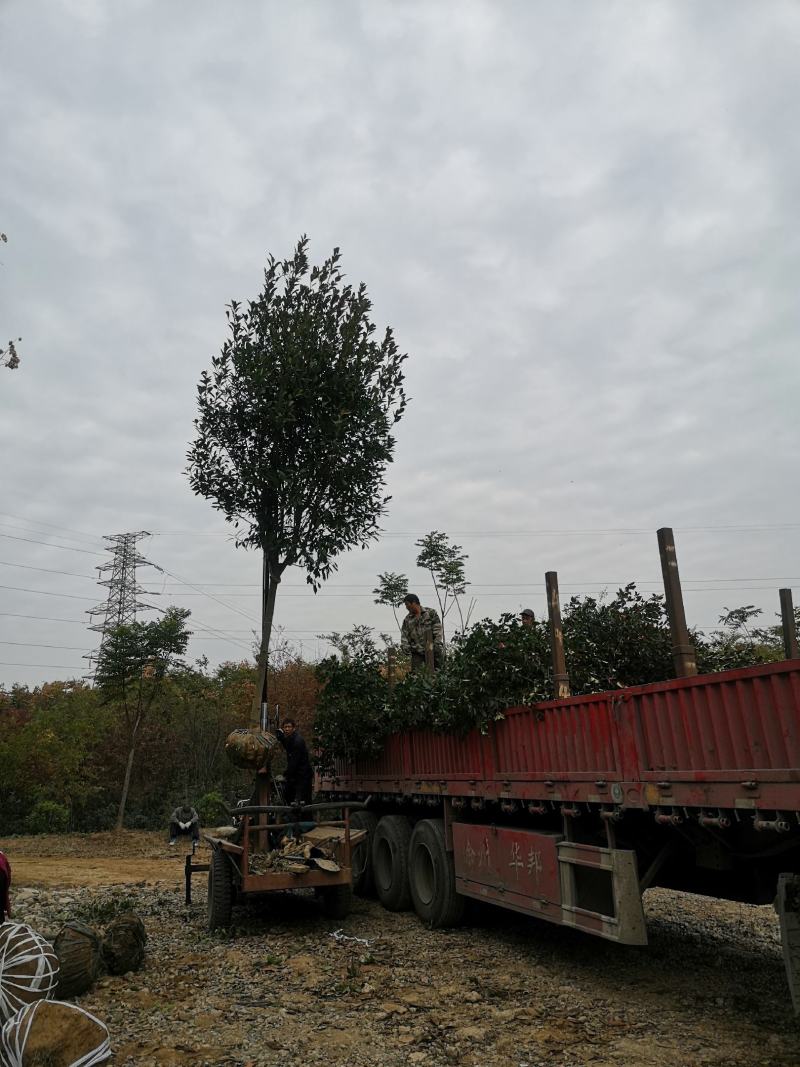 红叶石楠树基地红叶石楠树价格欢迎实地考察