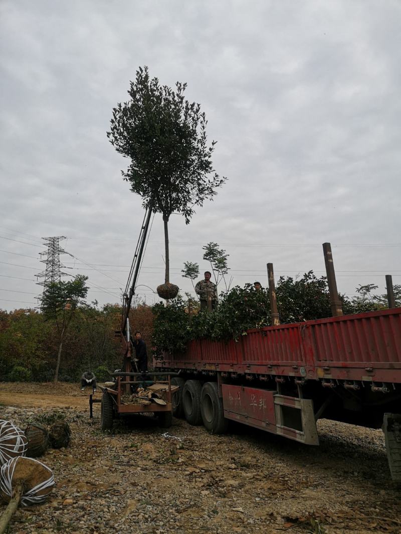 红叶石楠树基地红叶石楠树价格欢迎实地考察
