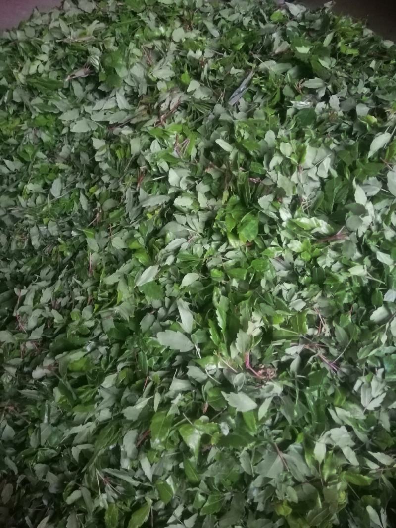 瑶山白茶，藤婆茶，藤茶，天然野生茶叶，凉茶